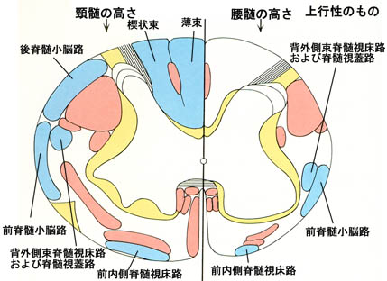 anatomy16a-11.jpg (38712 バイト)