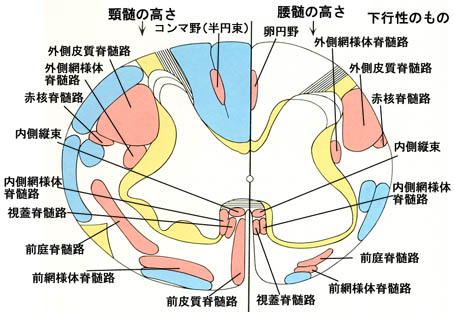 anatomy16a-12.jpg (45964 バイト)