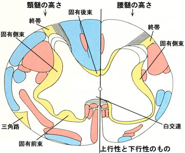 脊髄 路 皮質 錘体路（皮質脊髄路）