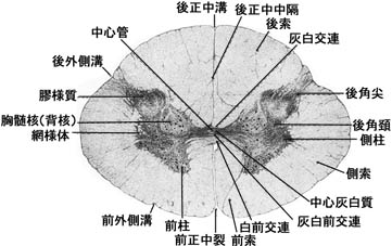 anatomy16a-4.jpg (24935 バイト)