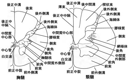 anatomy16a-9.jpg (35665 バイト)