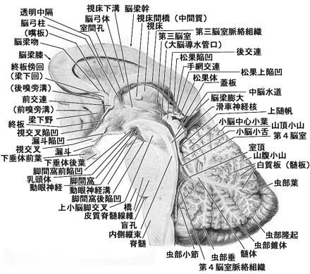 anatomy16b-1-1.jpg (58216 バイト)