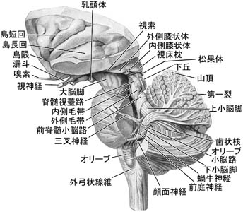anatomy16b-2-5.jpg (35570 バイト)