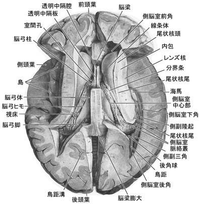 anatomy16b-3-2.jpg (51550 バイト)