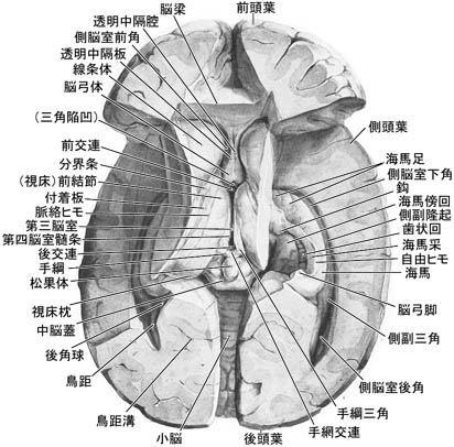 anatomy16b-3-3.jpg (54830 バイト)