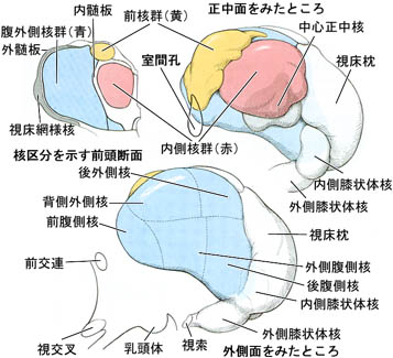 anatomy16b-3-6.jpg (40600 バイト)