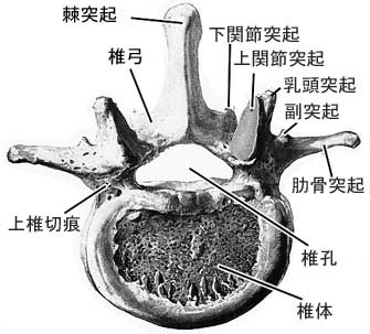 anatomy1b-7.jpg (19942 バイト)