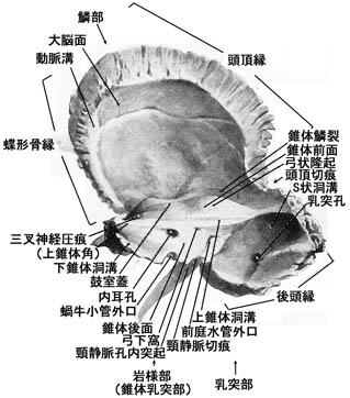 anatomy1b2-10.jpg (34841 バイト)