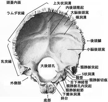 anatomy1b2-13.jpg (32498 バイト)