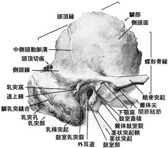 anatomy1b2-9.jpg (29133 バイト)