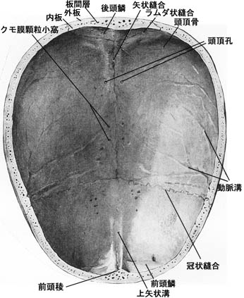 anatomy1b3-3.jpg (38596 バイト)