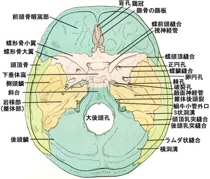 anatomy1b3-4.jpg (50318 バイト)