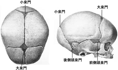 anatomy1b4-1.jpg (20026 バイト)
