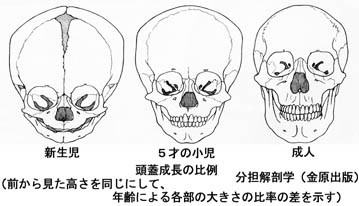 anatomy1b4-3.jpg (24475 バイト)