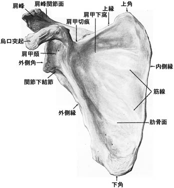 anatomy1c1-5.jpg (23853 バイト)
