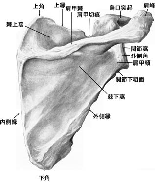 anatomy1c1-6.jpg (23968 バイト)