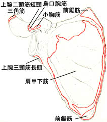 anatomy1c1-8.jpg (19910 バイト)