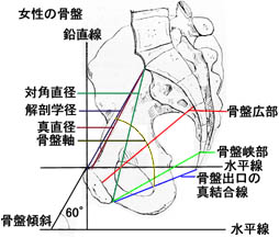 anatomy1c3-2-6.jpg (22404 バイト)