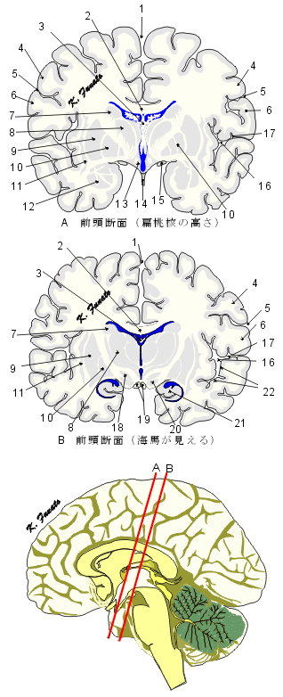 amygdaloideum_hippocampus.gif (57409 oCg)