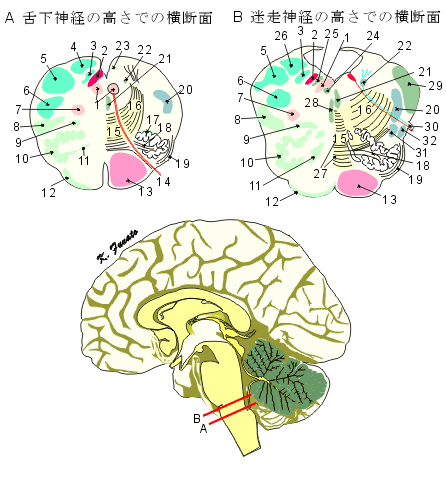 medullae_oblongatae.gif (39079 バイト)