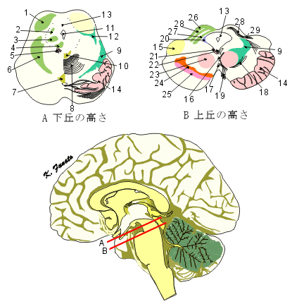mesencephalon.gif (33160 oCg)