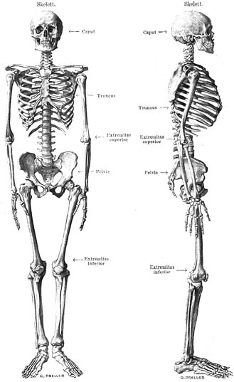 anatomy1.jpg (33260 バイト)