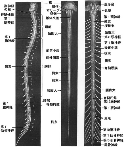 anatomy16a-1.jpg (54944 バイト)