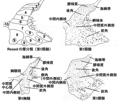 anatomy16a-10.jpg (39190 バイト)