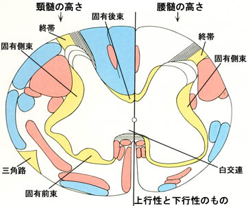 anatomy16a-13.jpg (34930 バイト)
