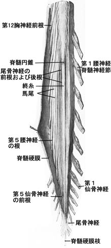 anatomy16a-2.jpg (22369 バイト)