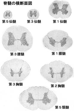 anatomy16a-3.jpg (19043 バイト)