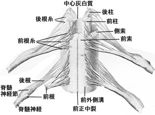 anatomy16a-5.jpg (19778 バイト)