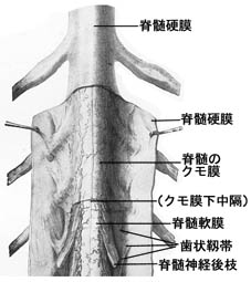 anatomy16a-6.jpg (18387 バイト)