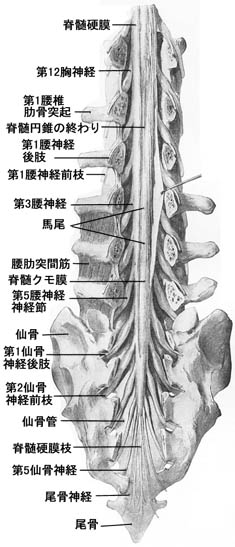 anatomy16a-7.jpg (35046 バイト)