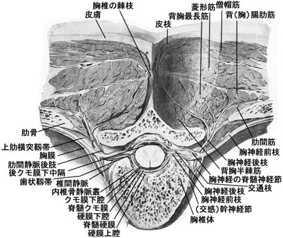 anatomy16a-8.jpg (50052 バイト)