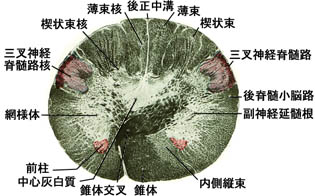 anatomy16b-1-1a.jpg (26547 バイト)