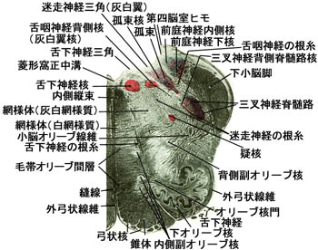 anatomy16b-1-1c.jpg (42659 バイト)