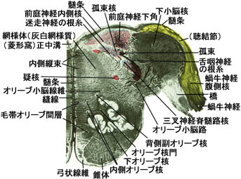 anatomy16b-1-1d.jpg (38321 バイト)
