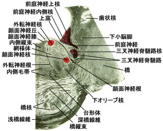 anatomy16b-1-1e.jpg (33758 バイト)