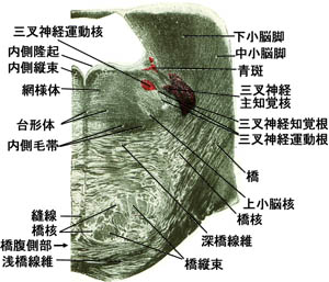 anatomy16b-1-1f.jpg (32898 バイト)