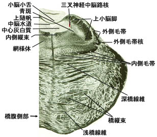 anatomy16b-1-1g.jpg (32083 バイト)