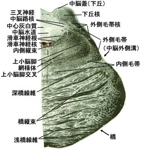 anatomy16b-1-1h.jpg (34128 バイト)