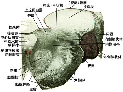 anatomy16b-1-1i.jpg (36875 バイト)