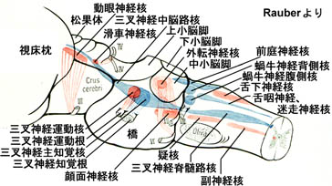 anatomy16b-1-2-1.jpg (34302 バイト)