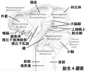 anatomy16b-1.jpg (22700 バイト)
