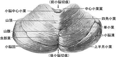 anatomy16b-2-1.jpg (22438 バイト)