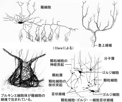 anatomy16b-2-10.jpg (42773 バイト)