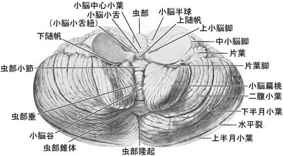 anatomy16b-2-2.jpg (28737 バイト)
