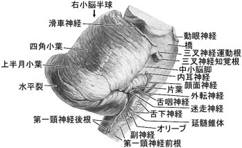 anatomy16b-2-3.jpg (27272 バイト)