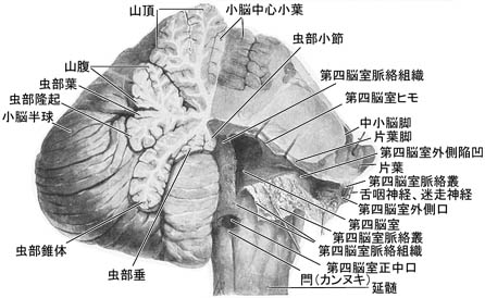 anatomy16b-2-4.jpg (39924 バイト)